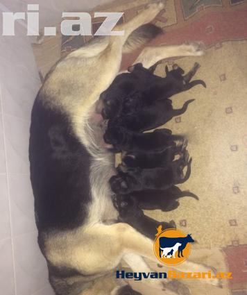 Wekildeki Avcarkanin Balalari Satilir.cox ucuz