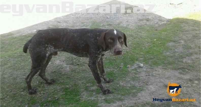 Cox gozel qus itidir erkekdir vurdugun ovu ovcuya getirir