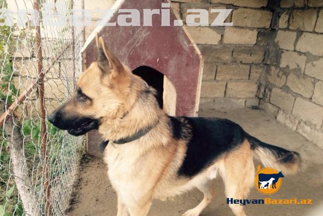 Wekildeki Avcarkanin Balalari Satilir.cox ucuz