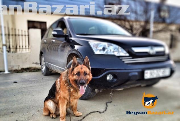 Wekildeki Avcarkanin Balalari Satilir.cox ucuz