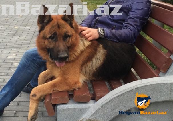 Wekildeki Avcarkanin Balalari Satilir.cox ucuz