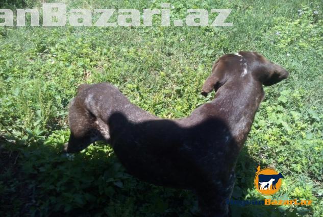 Cox gozel qus itidir erkekdir vurdugun ovu ovcuya getirir