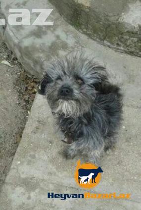 Pudel ya balonka Erkey it axratitam cute vurmaga