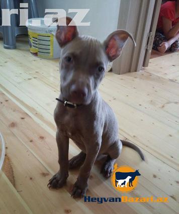 Temiz pitbul balasi 3 ayliq Iyneleri vurulub Qulaqi kesilmeib