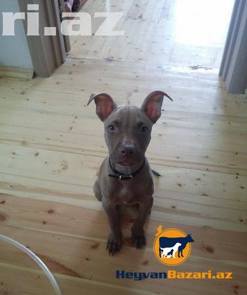 Temiz pitbul balasi 3 ayliq Iyneleri vurulub Qulaqi kesilmeib