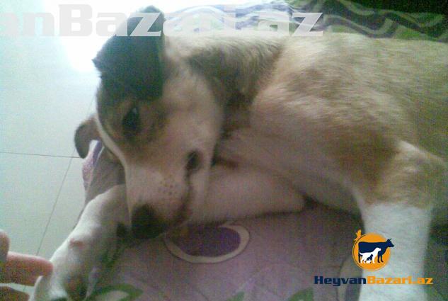 3 aylıq mehriban və oynağan it balası satılır.