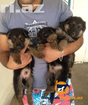 Щенок немецкой овчарка