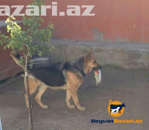 Щенок немецкой овчарка