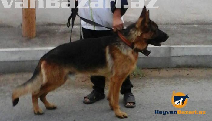 Щенок немецкой овчарка