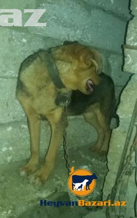 Temiz Avcarka ve temiz Ov itinin qarisigi