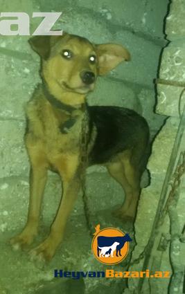 Temiz Avcarka ve temiz Ov itinin qarisigi