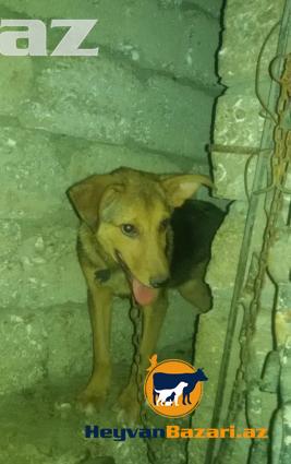 Temiz Avcarka ve temiz Ov itinin qarisigi