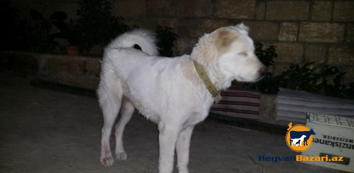 Satılır və Barter