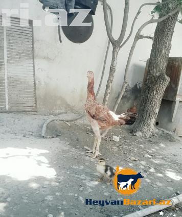 Heyrati doyuwgen sortu