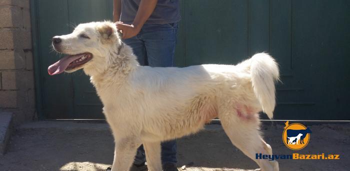 Satılır və Barter