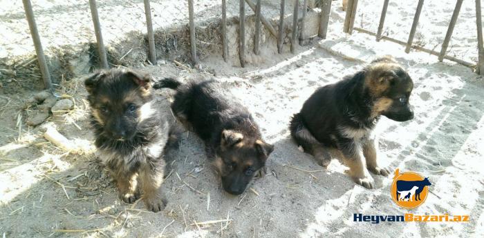 Nemecki ovcharka balaları satılır
