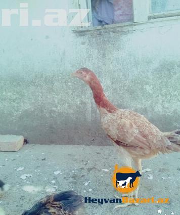 Heyrati doyuwgen sortu