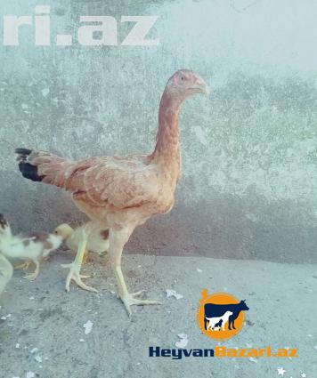 Heyrati doyuwgen sortu