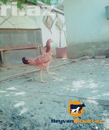 Heyrati doyuwgen sortu