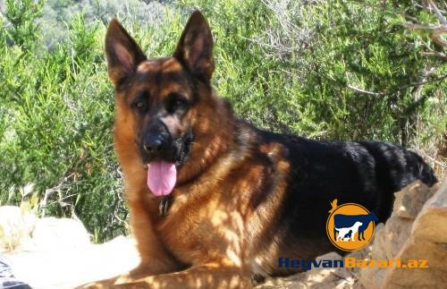 Nemecki ovcharka balaları satılır