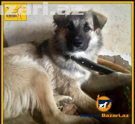 Собака (в добрые руки)