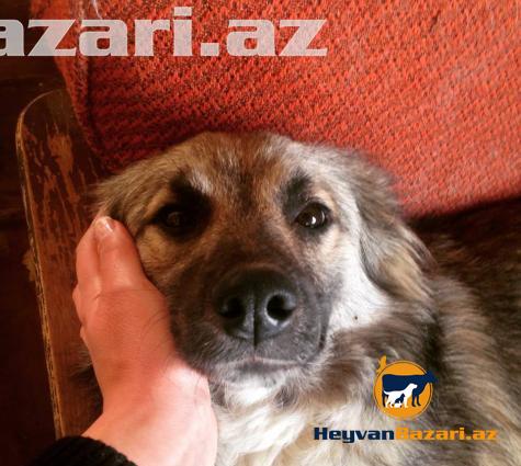 Собака (в добрые руки)