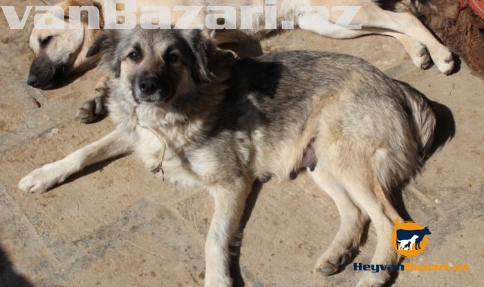 Собака (в добрые руки)