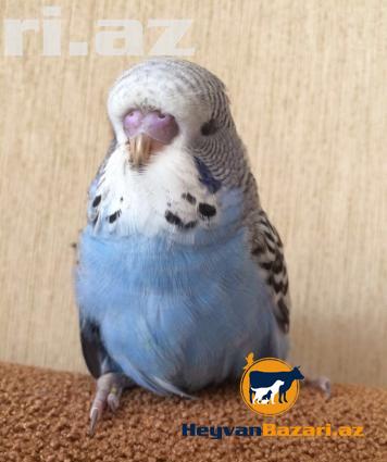 Выставочные малыши