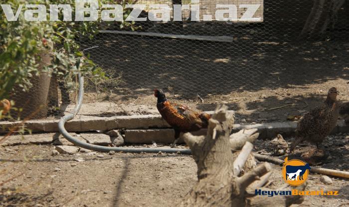 Qirqovul rumun və qafqaz