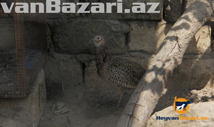 Qirqovul rumun və qafqaz