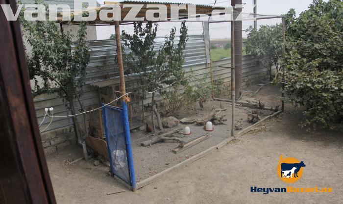 Qirqovul rumun və qafqaz