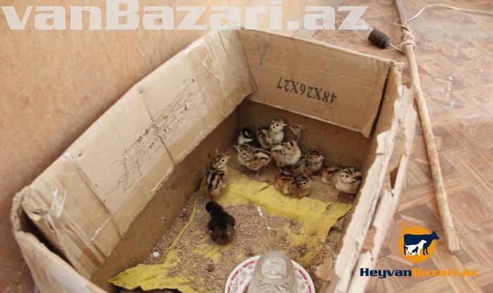 Qirqovul rumun və qafqaz