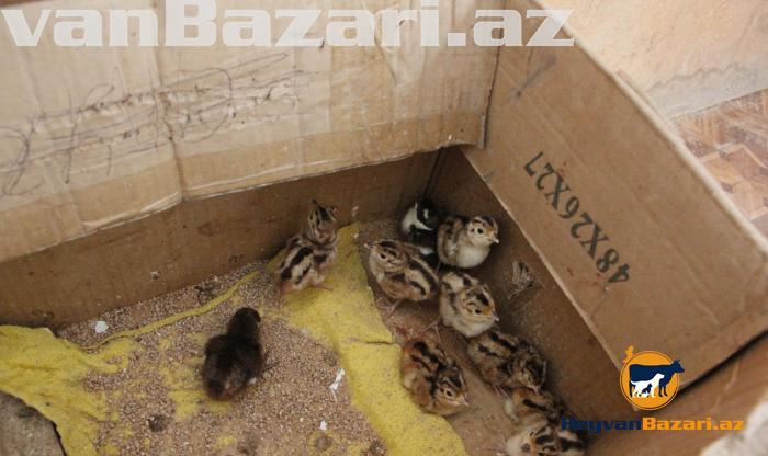 Qirqovul rumun və qafqaz