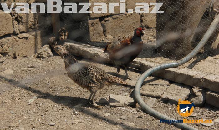 Qirqovul rumun və qafqaz