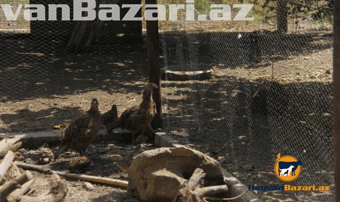 Qirqovul rumun və qafqaz