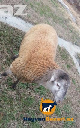 Esl Agcabedi quzusu . Alan aldanmaz , evde danlanmaz!