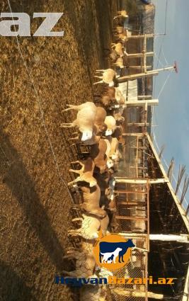 Esl Agcabedi quzusu . Alan aldanmaz , evde danlanmaz!