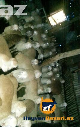 Esl Agcabedi quzusu . Alan aldanmaz , evde danlanmaz!