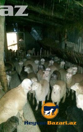 Esl Agcabedi quzusu . Alan aldanmaz , evde danlanmaz!