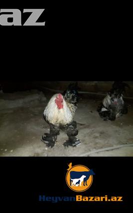 Temiz Brama Xoruzlari Satilir 10 ayliq