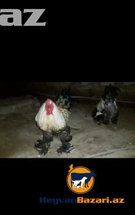 Temiz Brama Xoruzlari Satilir 10 ayliq