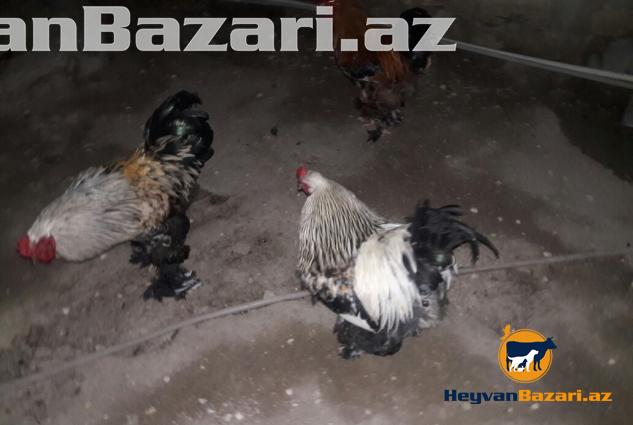 Temiz Brama Xoruzlari Satilir 10 ayliq