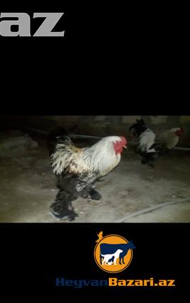 Temiz Brama Xoruzlari Satilir 10 ayliq