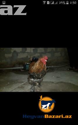 Temiz Brama Xoruzlari Satilir 10 ayliq