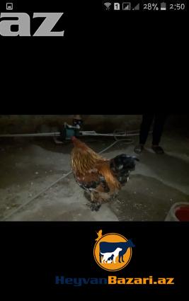 Temiz Brama Xoruzlari Satilir 10 ayliq