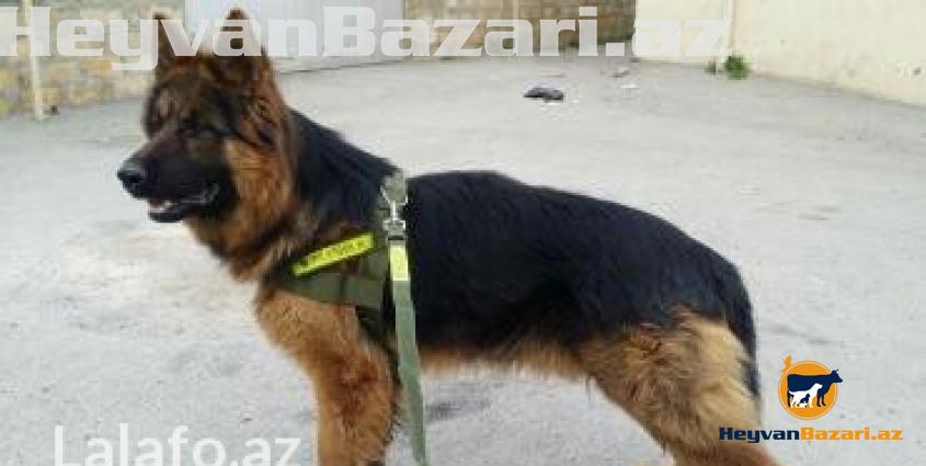 Nemeski afcarka ALIRAM Deqiq oxu ! ALIRAM