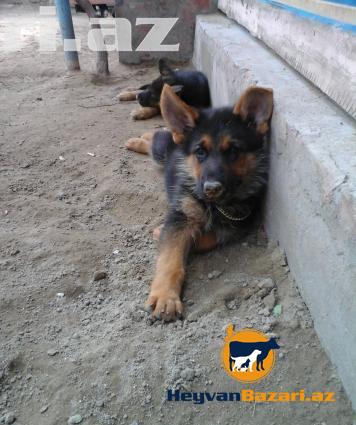Щенки немецкой овчарки
