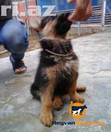 Щенки немецкой овчарки