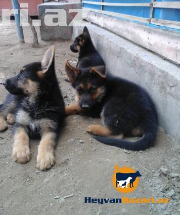 Щенки немецкой овчарки