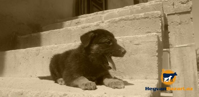 Yeni dogulmus Alman Ofcarkasi balalari